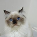 마마캐터리 이미지