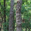 관악산길 이미지