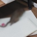 배달된 쿠팡 상자서 살아 있는 쥐 나와…쿠팡 “배달 과정 문제 없어” 이미지