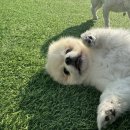 강아지 세상 | 인천 공항 근처 애견 강아지 호텔 개편한세상 다녀온 솔직 후기! 처음 맡기는데 대박이었어요!