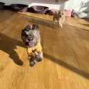 어썸 강아지 호텔 & 목욕 이미지