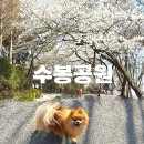 산새공원 입구 | 인천벚꽃명소 인천애견동반 가볼만한곳 수봉공원 벚꽃만개 스카이워크