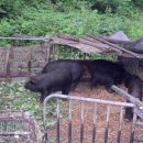 방목흑돼지 이미지