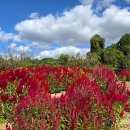 서부농업기술센터 | {제주시 } 11월 제주도 가을꽃 명소! 서부농업기술센터 맨드라미 꽃