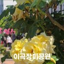 성곡초등학교6 이미지