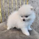 도그마루 강아지 고양이 수원점 네이버블로그