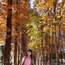 경주산림환경연구원 | 경주산림환경연구원 통일전 단풍놀이