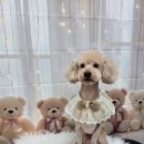 밀리아 펫살롱 이미지