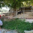 영광흑염소농장 이미지