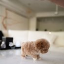 토이파티 이미지