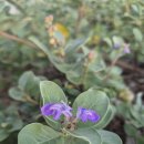 숨비기낭 이미지