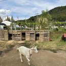 나눔염소농장 이미지