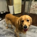 미로동물애견센터 | 홍대 실내 데이트 추천, 홍대 애견 카페, 쥬민센터 후기! 🐾 동물과 교감하는 특별한 체험형 동물카페