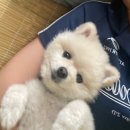 망미1-213 | 부산 수영구 강아지 미용 쁘띠몽펫샵 목욕하고 온 후기