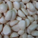 마늘(大蒜 / Garlic) 이미지