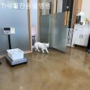 THE힘찬동물병원