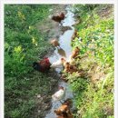 심다누팜 이미지