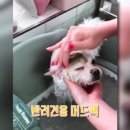 황언니 펫살롱 이미지