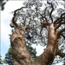 왕소나무길 이미지