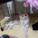 신촌동물병원 이미지