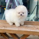 퍼피몽(애견분양) 이미지