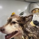 향기롭개 이미지