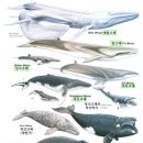 하얀고래 이미지