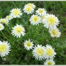 하얀민들레 이미지