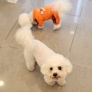 허니애견 이미지