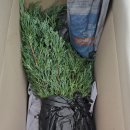 사철나무집민박 이미지