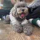 함께할개 사랑할개 네이버블로그