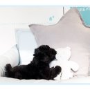 사랑해줄개 이미지