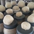 심복농장 이미지