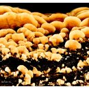 버섯마을 이미지