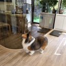 힐스타운 동물병원 | 강아지 치과 힐링힐스 동물치과병원 내돈내산 솔직 후기 | 강아지 치주염 발치 수술 비용