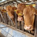 남창원농협 경제사업소 | MZ축산학교, 한우 비육, 도대체 언제 팔아야 손해 안 봅니까?!