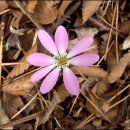 환상의 섬 이미지