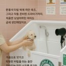 버블독스원주