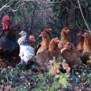 천수축산 이미지