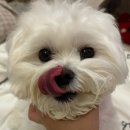 어뇽어뇽 이미지