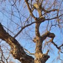 무계리마을회관 | (고령) 이봉산 의봉산 대월산 팔산 삼각점봉(왜관 463) 기산