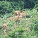 가내축산 Daum카페