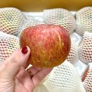 홈골 | 내돈내산 못난이 사과 시식 후기 &#39;청송홈골농원 사과&#39;