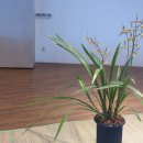 제주한란전시관 이미지