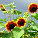 해바라기농장 이미지