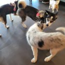 애견카페 펍 곰곰 이미지