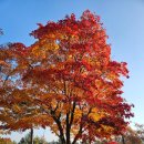 에딘버러 컨트리클럽 | 금산 에딘버러CC 가을 마운틴코스 라운딩 후기