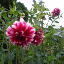 펜션 다알리아 이미지