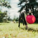 애견멀티샵 이미지