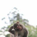 일본 벳푸 여행정보(다카사키야마 원숭이공원, 우미타마고, 아프리칸 사파리, 하모니랜드, 온천거리, 오이타 향기 박물관) 이미지
